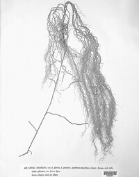 Usnea barbata image